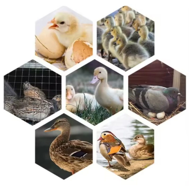 家禽用卵孵化機 ソーラー式卵孵化機 500卵孵化機 - Poultry Incubator のレビューと価格